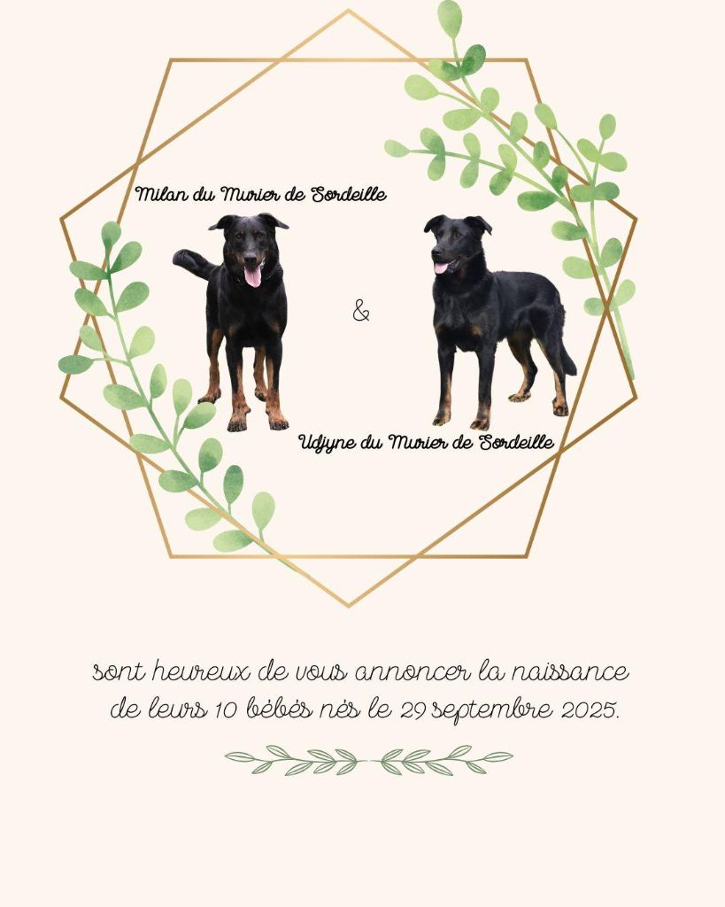 du Fond des Camps - 3ème et dernière portée d' Y ... du Fond des Camps  2025 