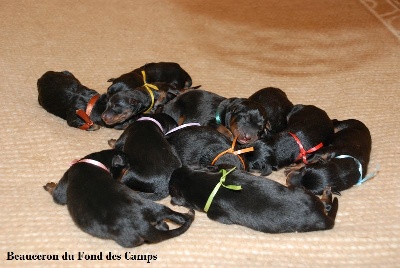 du Fond des Camps - 11 nouveaux chiots Beauceron au Fond des Camps