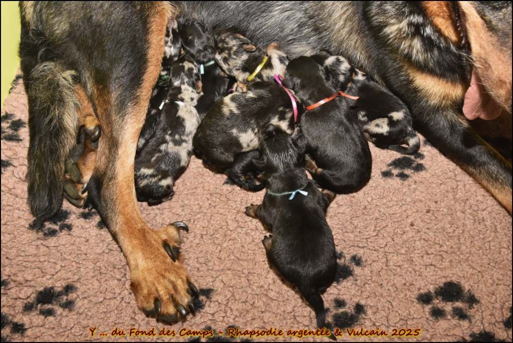 du Fond des Camps - Chiots disponibles - Berger de Beauce