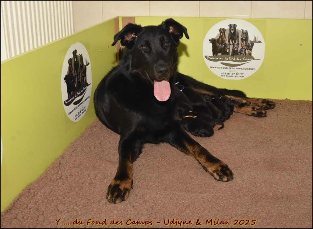 du Fond des Camps - Berger de Beauce - Portée née le 29/09/2025