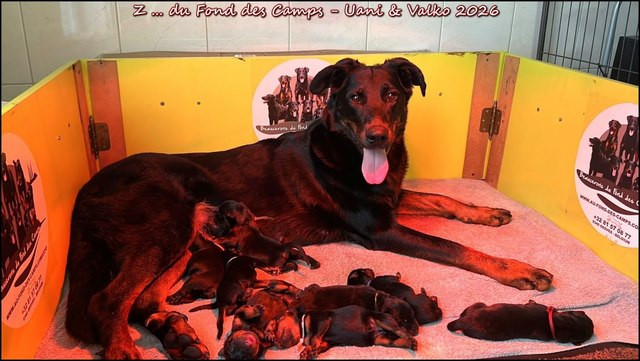 du Fond des Camps - Chiots disponibles - Berger de Beauce