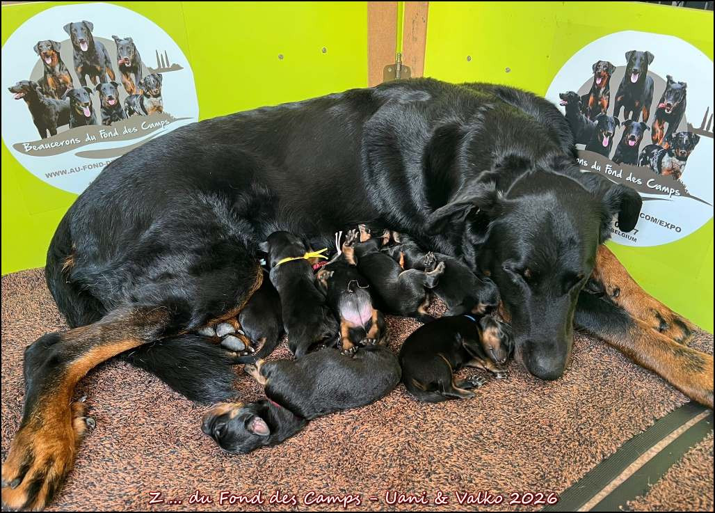 du Fond des Camps - Chiots disponibles - Berger de Beauce