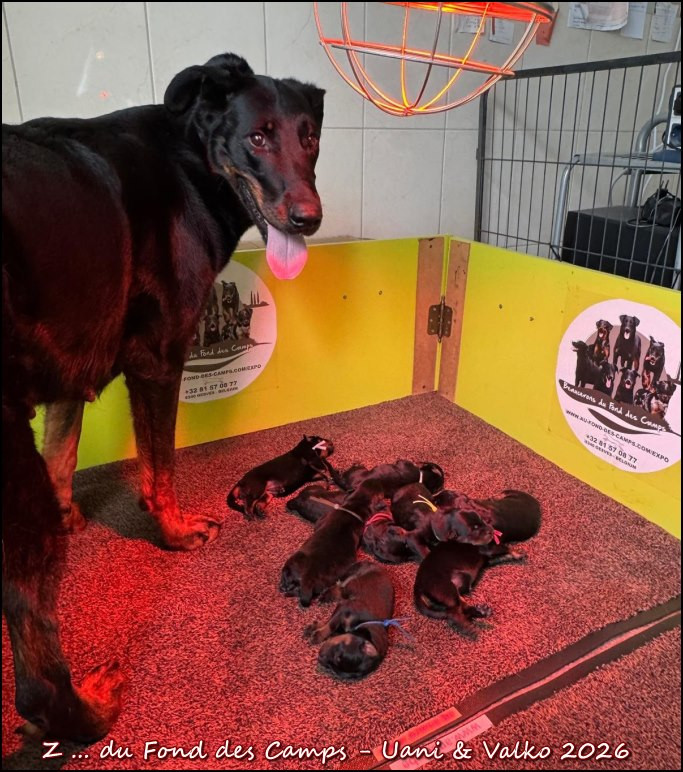 du Fond des Camps - Chiots disponibles - Berger de Beauce