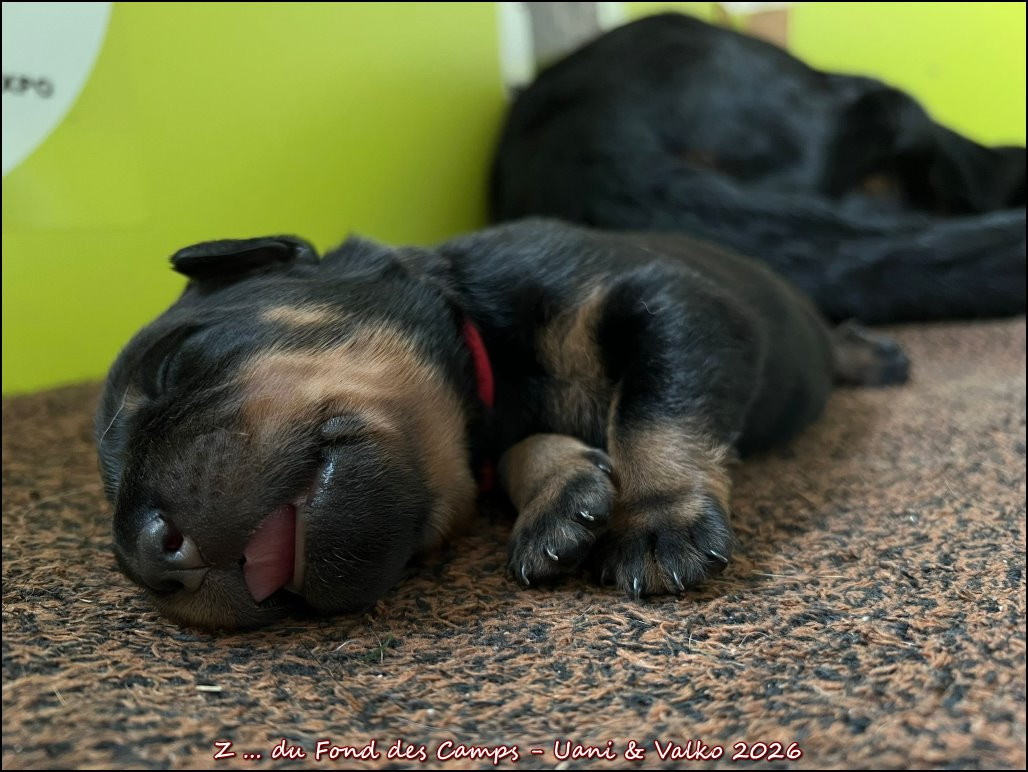 du Fond des Camps - Chiots disponibles - Berger de Beauce