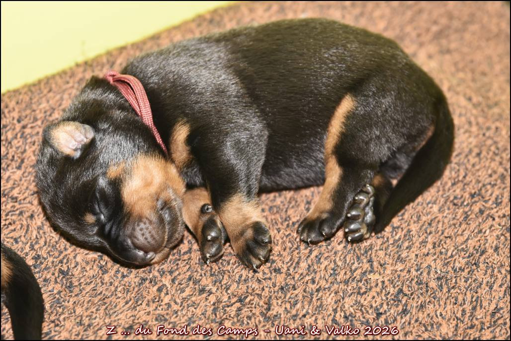 du Fond des Camps - Chiots disponibles - Berger de Beauce