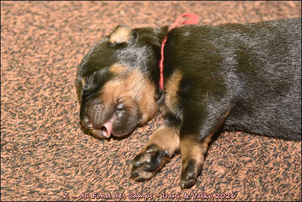 du Fond des Camps - Chiots disponibles - Berger de Beauce