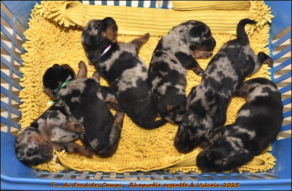 du Fond des Camps - Chiots disponibles - Berger de Beauce
