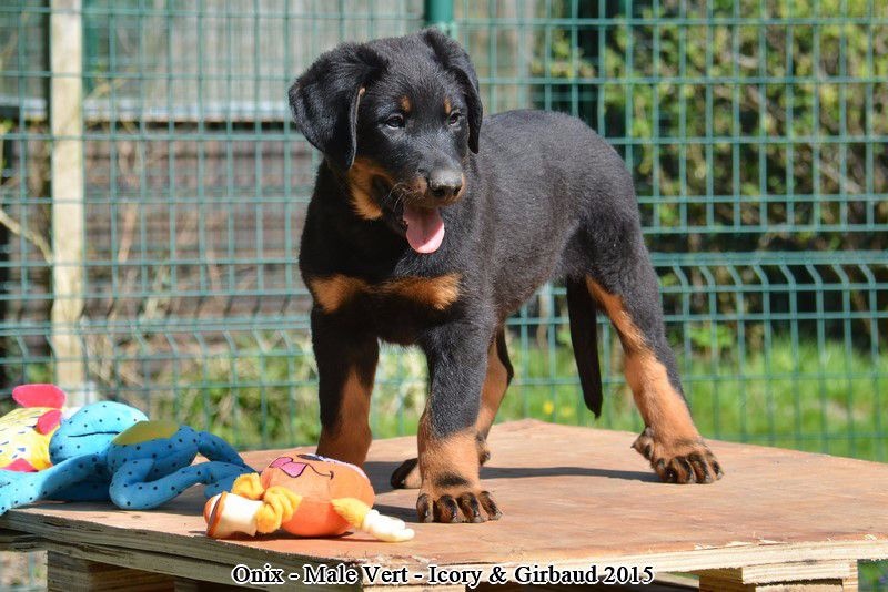 du Fond des Camps - Berger de Beauce - Portée née le 20/02/2015