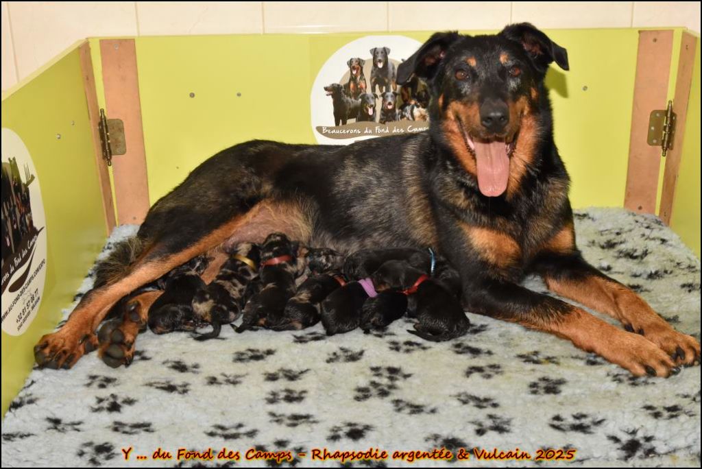 du Fond des Camps - Chiots disponibles - Berger de Beauce