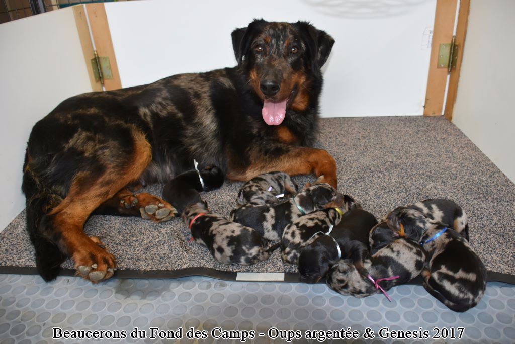 du Fond des Camps - Berger de Beauce - Portée née le 19/03/2017