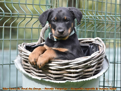 Yoko Tsuno du Fond des Camps