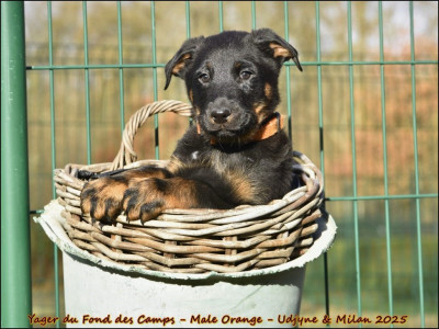 Yager du Fond des Camps