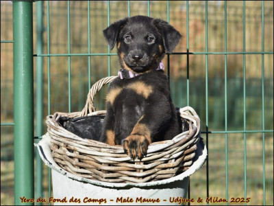 Yero du Fond des Camps