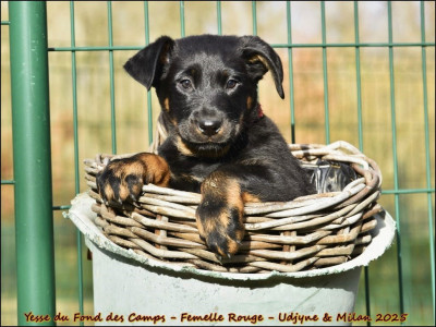 Yesse du Fond des Camps