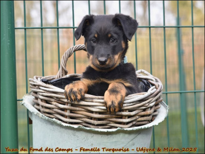 Yuzu du Fond des Camps