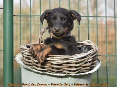 Yzzie du Fond des Camps