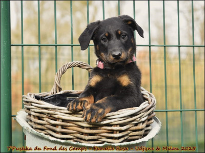 Y'Puska du Fond des Camps