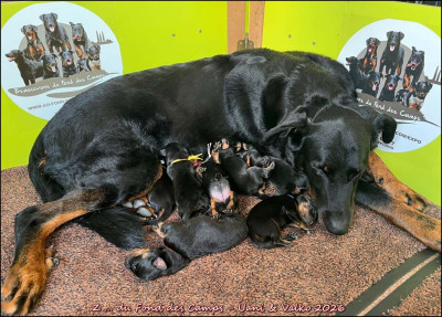 Z ... du Fond des Camps