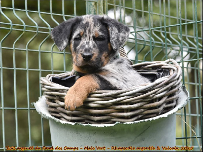 Yuki argenté du Fond des Camps