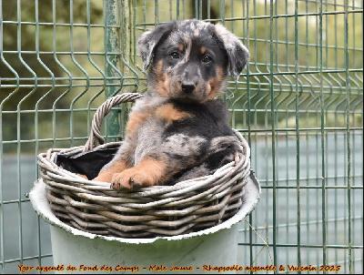 Ygor argenté du Fond des Camps