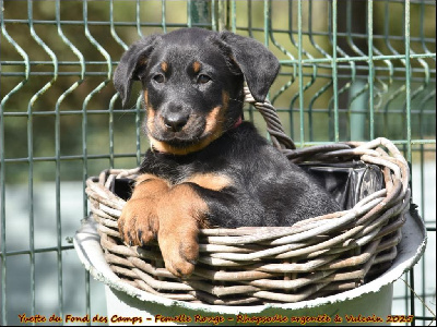 Yvette du Fond des Camps