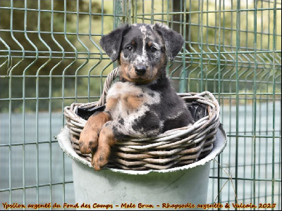 Ypsilon argenté du Fond des Camps