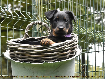 Yoda du Fond des Camps