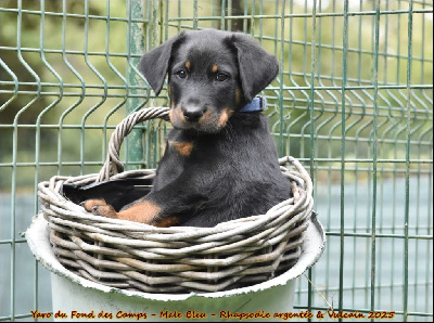 Yaro du Fond des Camps