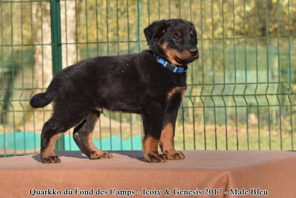 du Fond des Camps - Berger de Beauce - Portée née le 05/10/2017