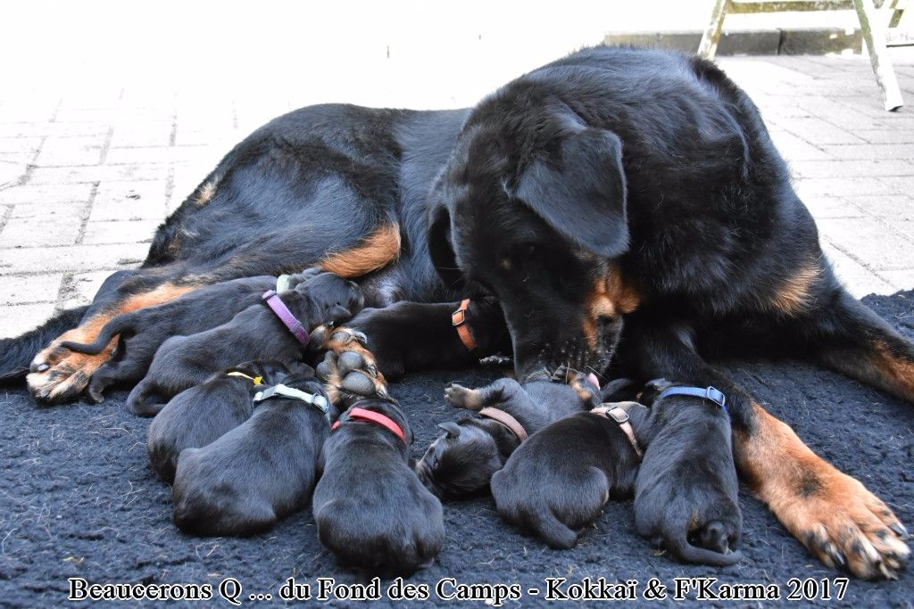 du Fond des Camps - Berger de Beauce - Portée née le 18/07/2017