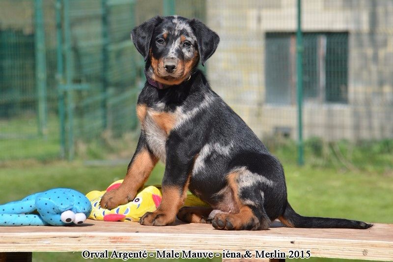 du Fond des Camps - Berger de Beauce - Portée née le 13/02/2015